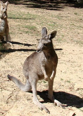 Kangaroo_ABC_Local_Margaret_Burin.jpg